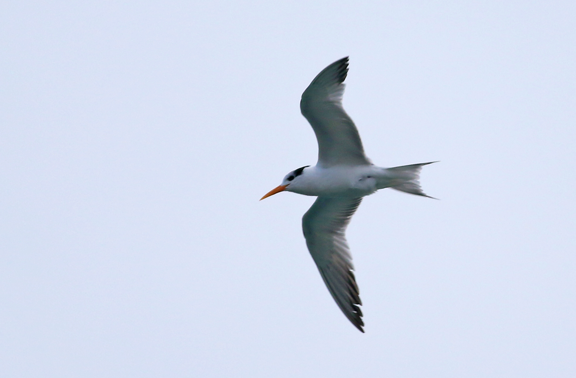 Lesser Crested Tern